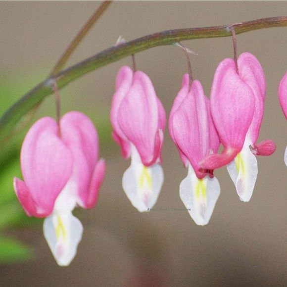 4x6 Original Photography Bleeding Heart Blooms - Picture 1 of 1